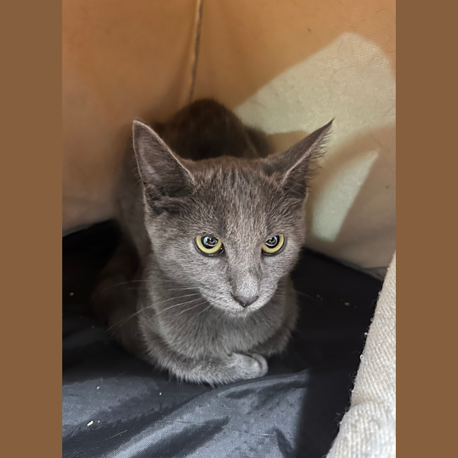 Photo of Freyja