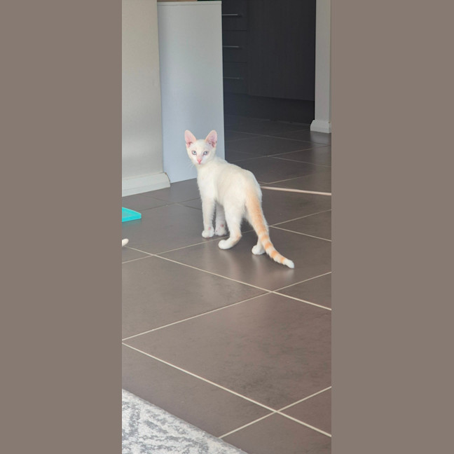 Photo of Bluey