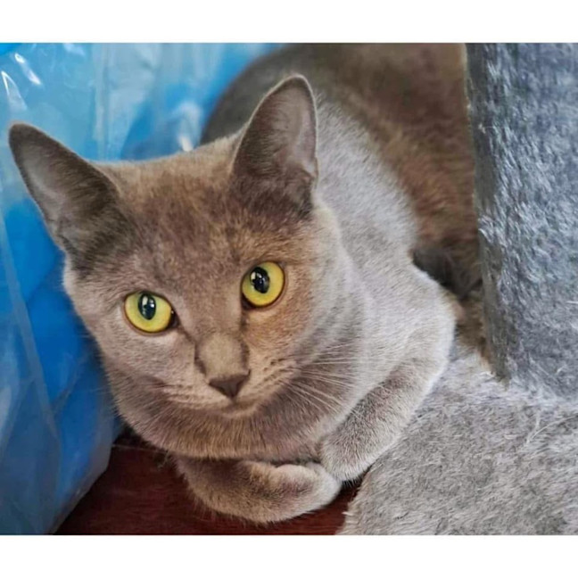 Photo of 11520   Alice