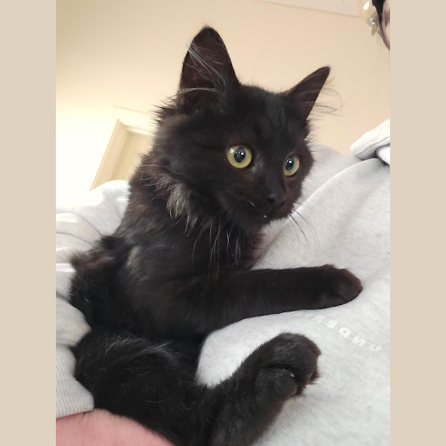 Photo of Meowcolm 