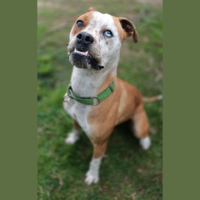 Photo of Brutus