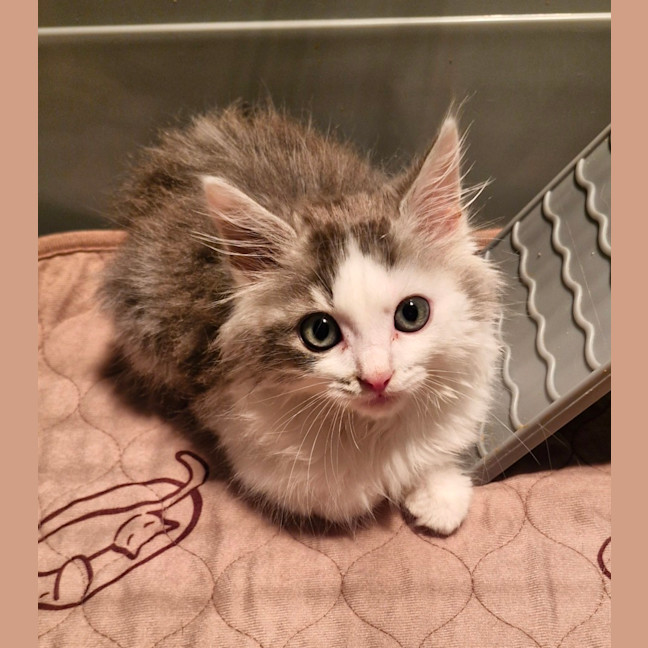 Photo of Toulouse 