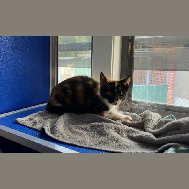 Photo of Missy