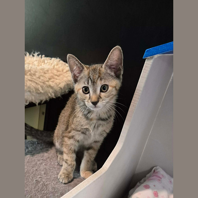 Photo of Nutmeg