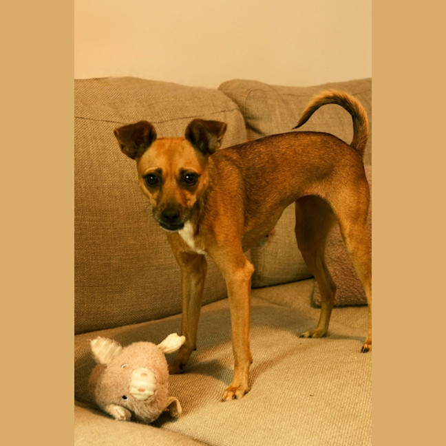 Photo of Pip