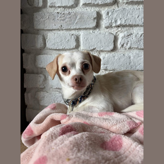 Photo of Spud