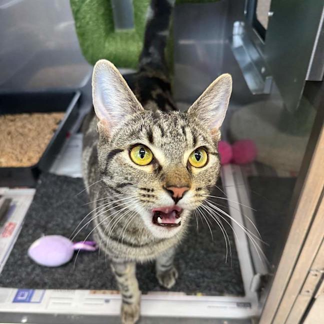 Photo of Skipper