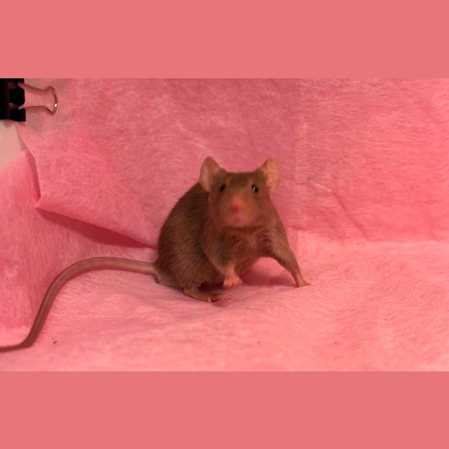 Photo of Velvet