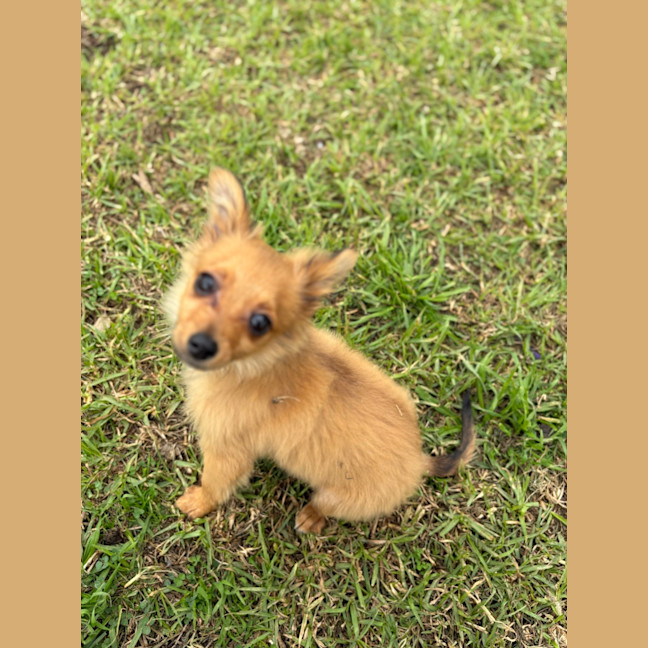Photo of Rocky
