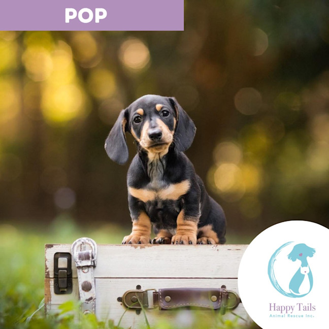 Photo of Pop