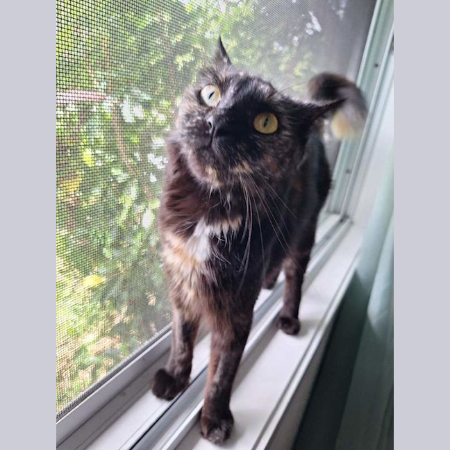 Photo of Fluffy