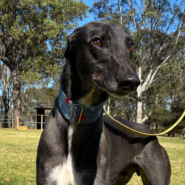 Photo of Holden The Greyhound