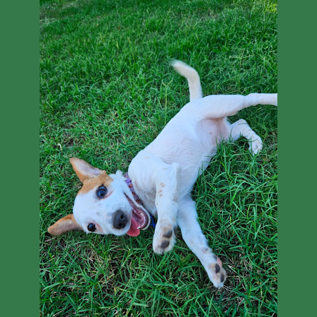 Photo of Sassi   10 Week Old Jack Russell X Fox Terrier