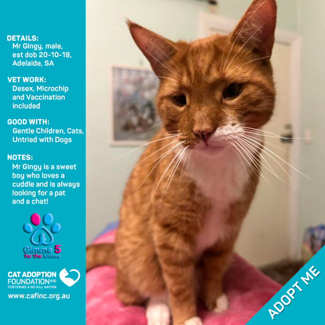 Photo of Mr Gingy Only $39 Limited Time!