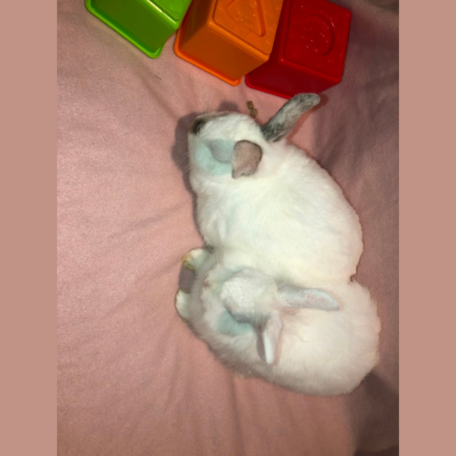 Photo of Blizzard & Odette 