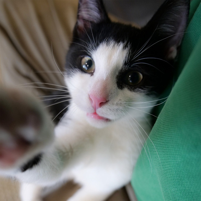 Photo of Domino
