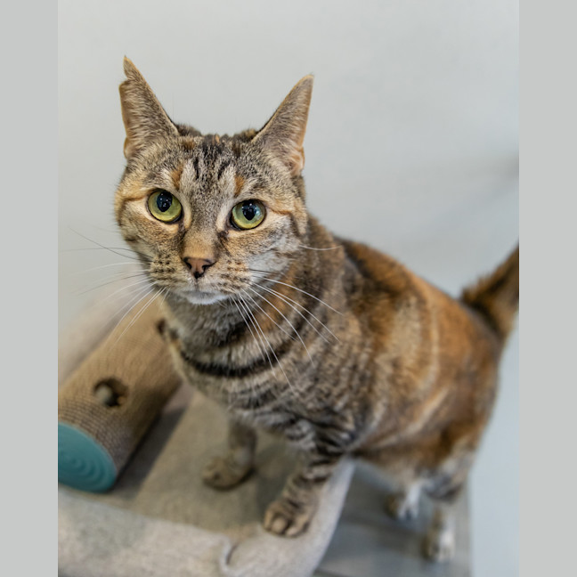 Photo of Wedge
