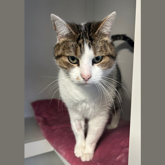 Photo of Goose