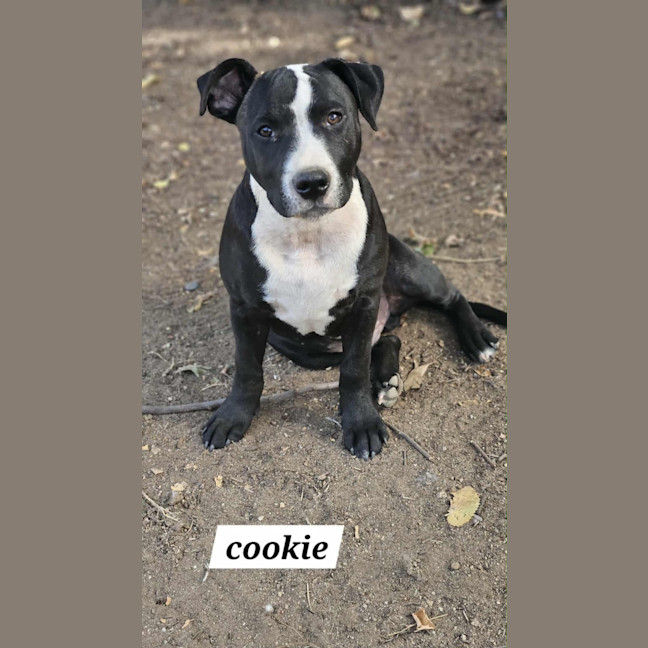 Photo of Cookie