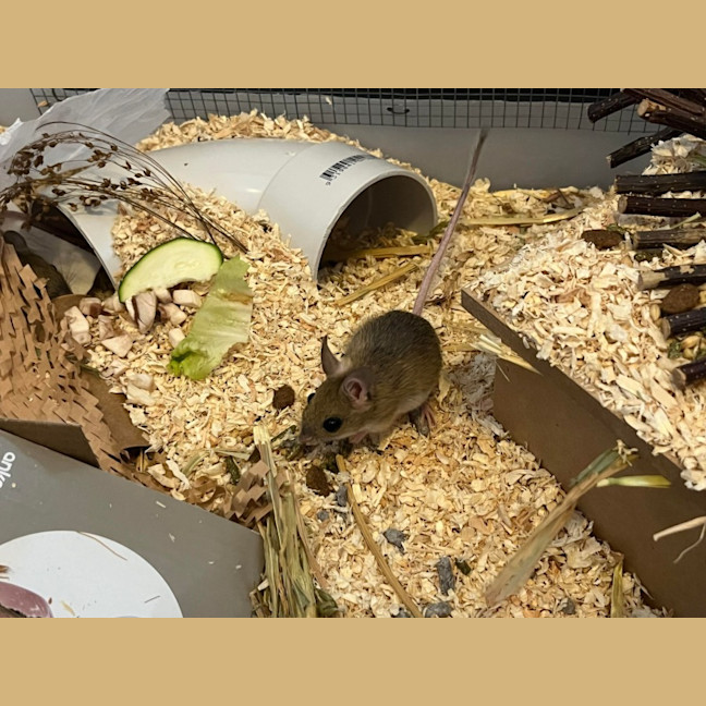 Photo of Myrtle, Protea & Ajuga