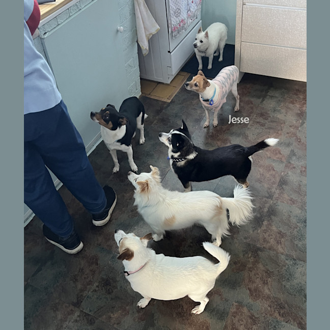 Photo of Jesse 💝5yo Jack Russell Terrier(on Trial 26/8/24)