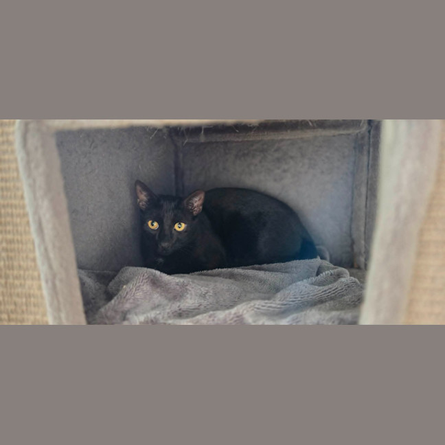 Photo of Meowthew