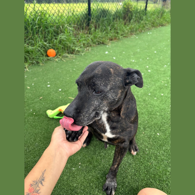 Photo of Dolly Imp 2044