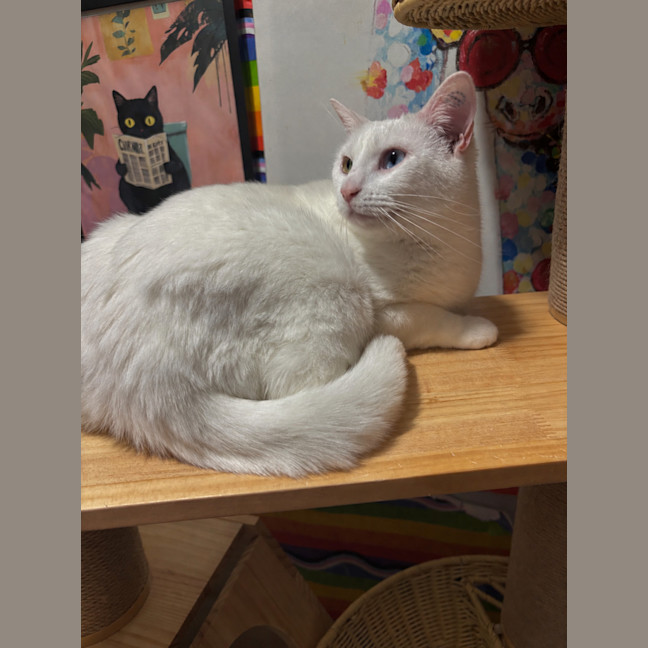 Photo of Arkana