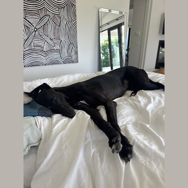Photo of Digger, The Greyhound