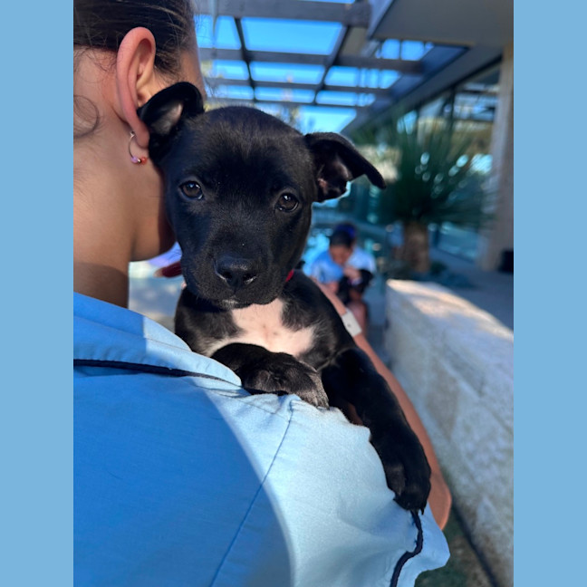 Photo of Pippa