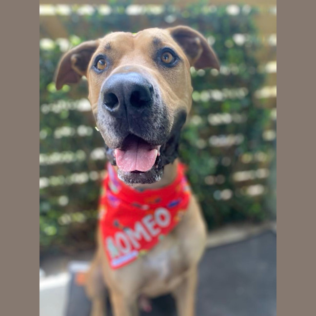 Photo of Romeo