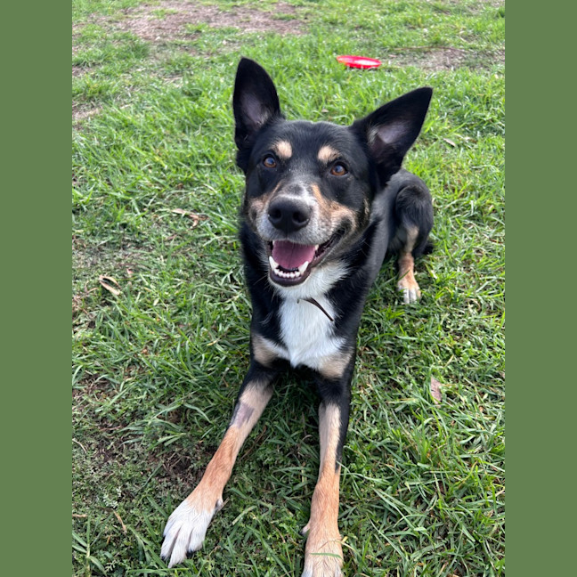 Photo of Dexter
