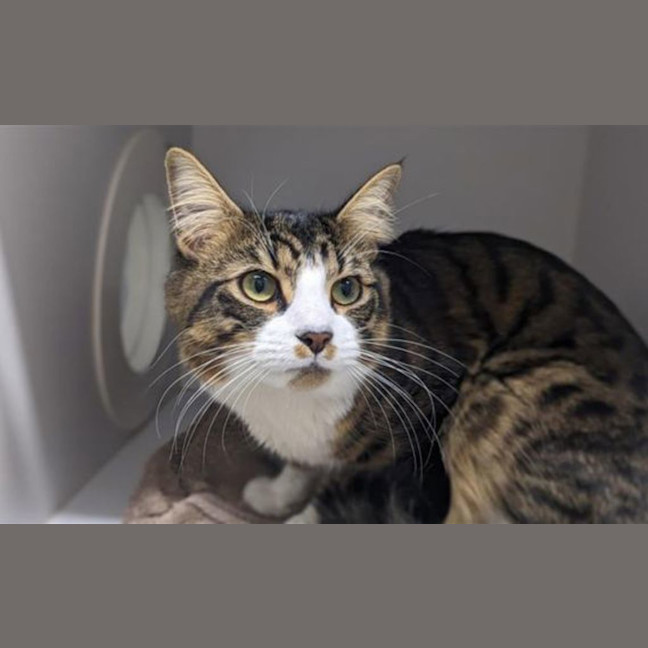 Photo of Lucky