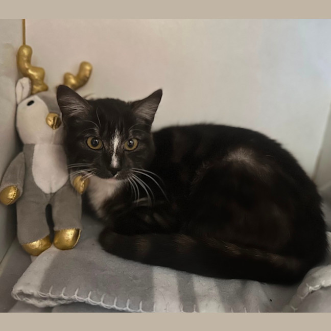 Photo of Savanna