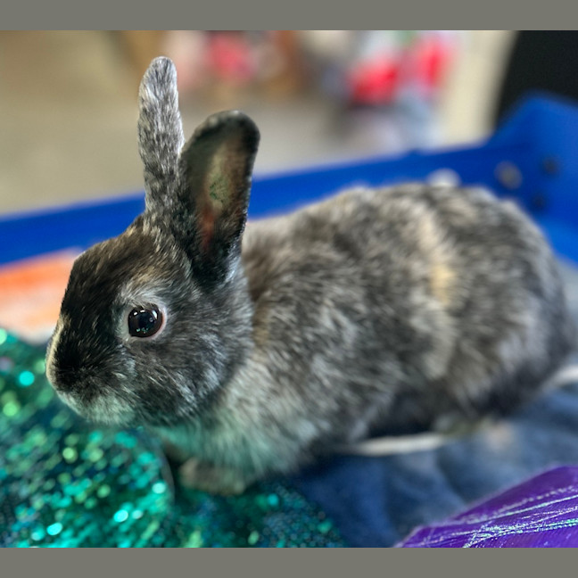 Photo of Skittle (Bonded With Twizzler)