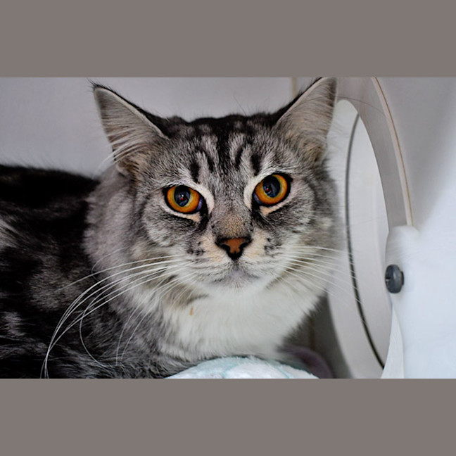 Photo of Tango