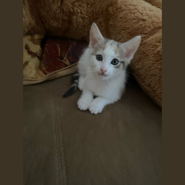 Photo of Nala 