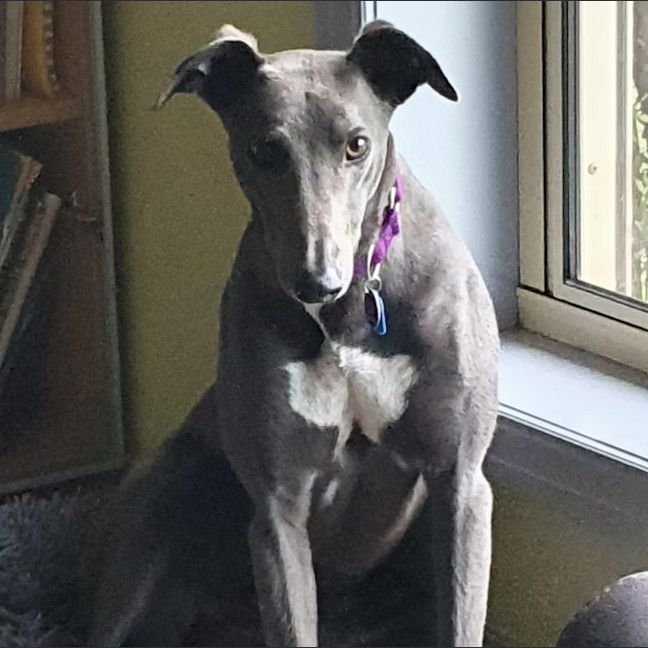 Photo of Denim