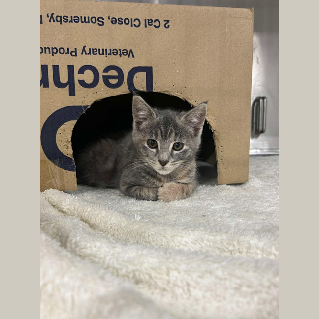 Photo of Vicki   Located In Pakenham