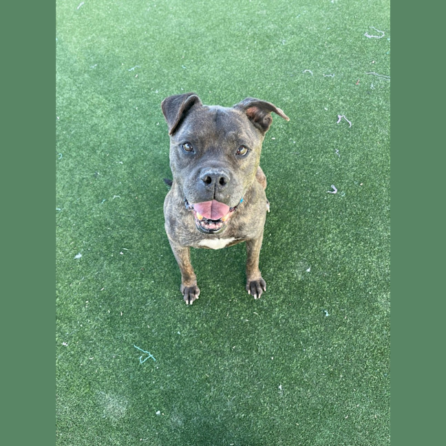 Photo of Maurice Imp 1431