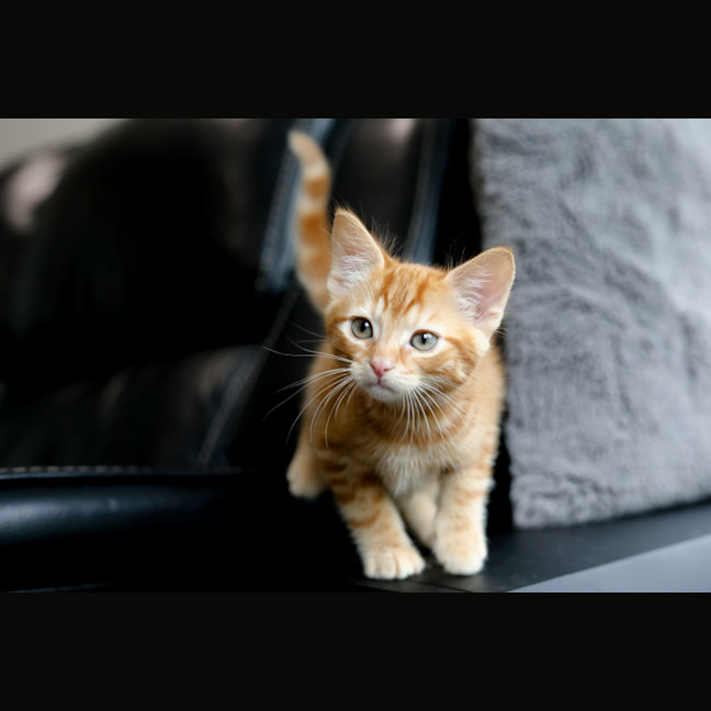 Photo of Nugget