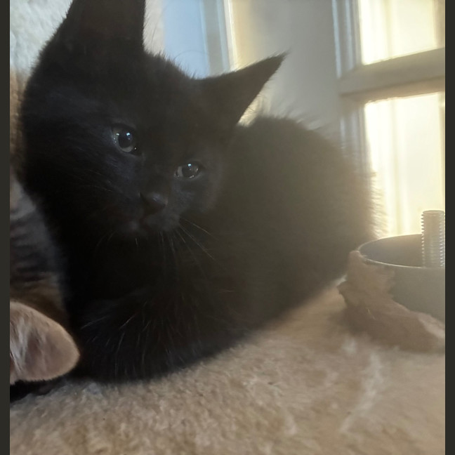 Photo of Binx