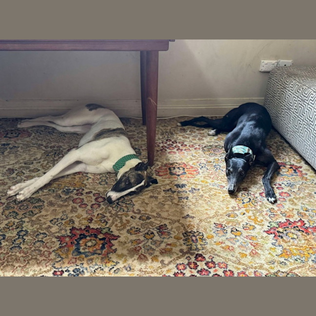 Photo of Lelani, The Greyhound