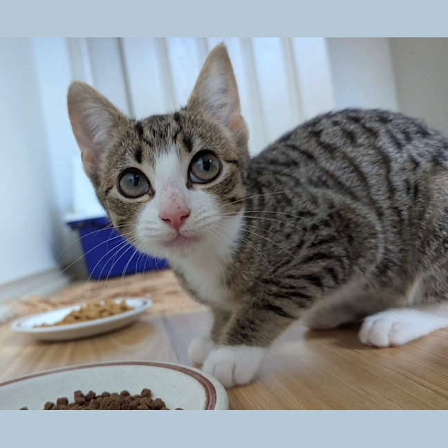 Photo of Jellybean