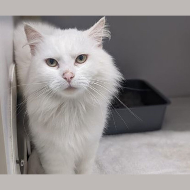 Photo of Snowie