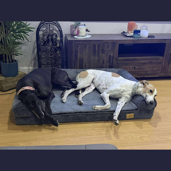 Photo of Chloe, The Greyhound