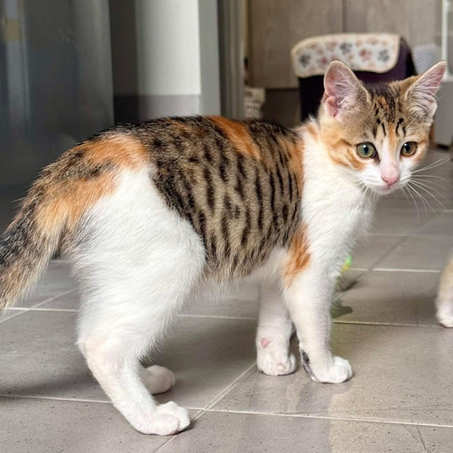 Photo of 13515   Sansa