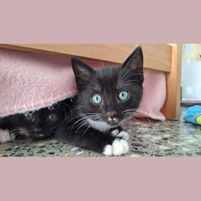 Photo of C1399 Clark