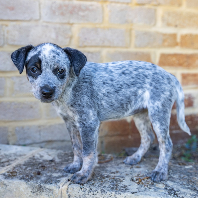Photo of Peanut