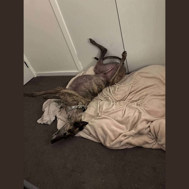 Photo of Frankie, The Greyhound